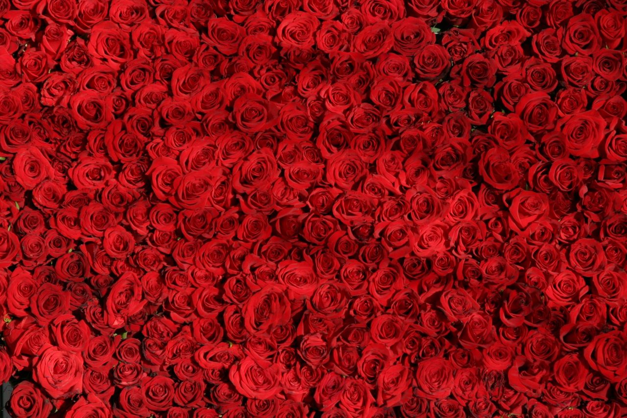 Rode rozen Valentijn